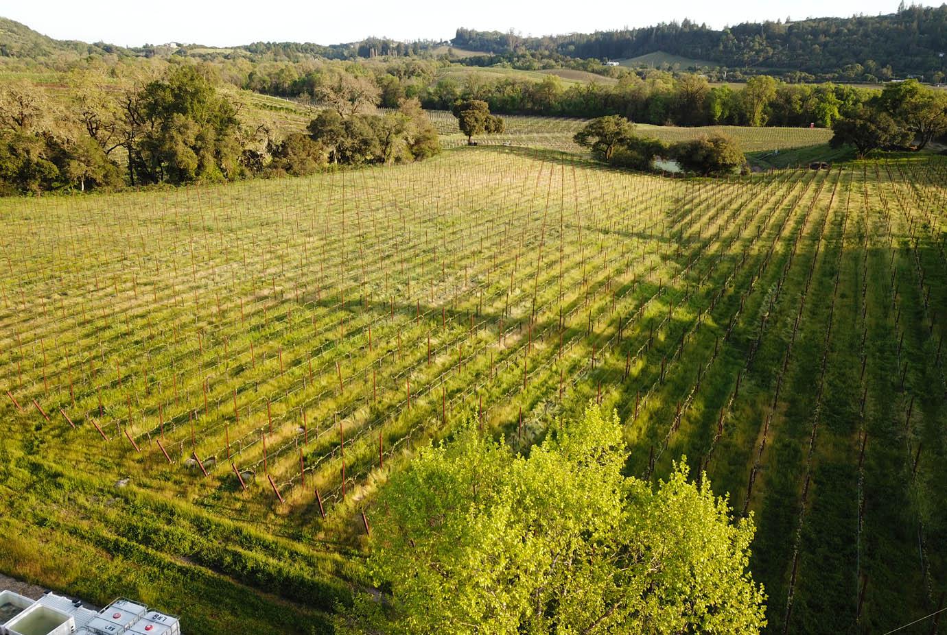 Drone view of a green Enriquez Estate Vineyard
