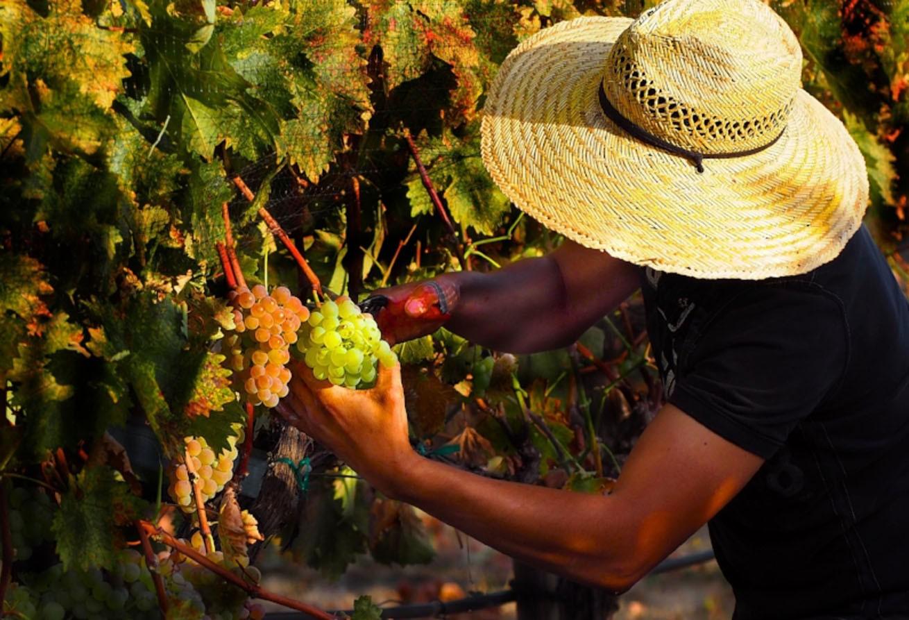 Woman hand harvesting colorful grapes at Troon Vineyard