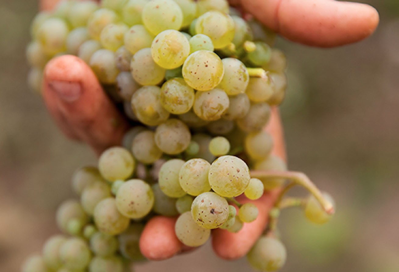 Hands holding cluster of The Wonderland Project Chardonnay grapes