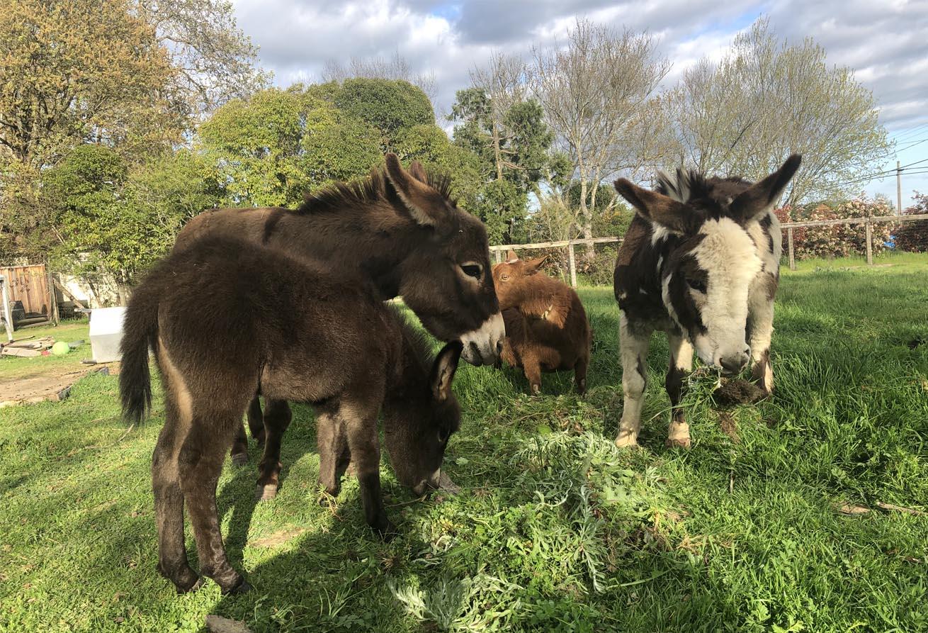 Miniature donkeys and goats at the Two Shepherds farm and winery