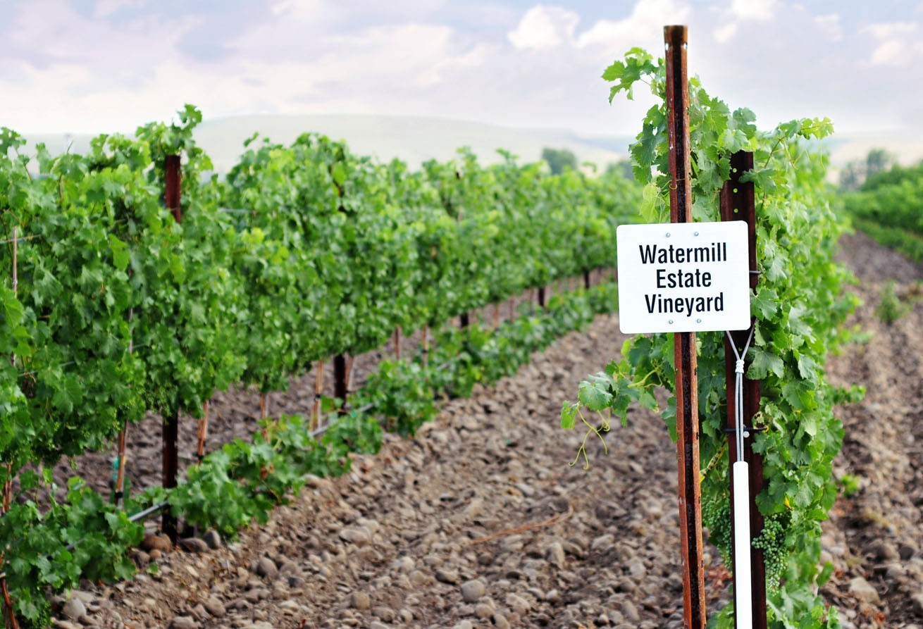 Wine rows with sign of Watermill Estate Winery