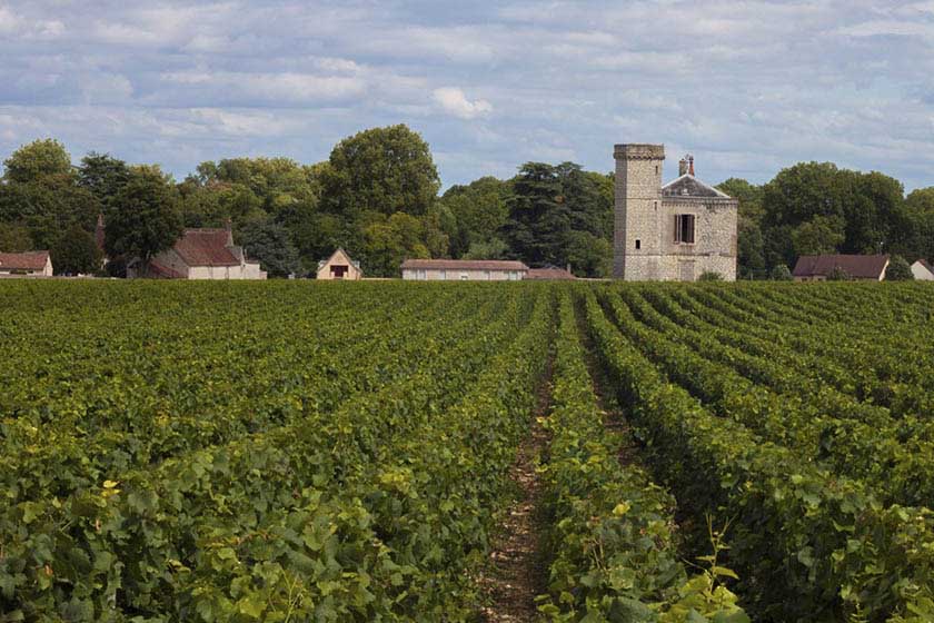 Vineyard in Bourgogne, France