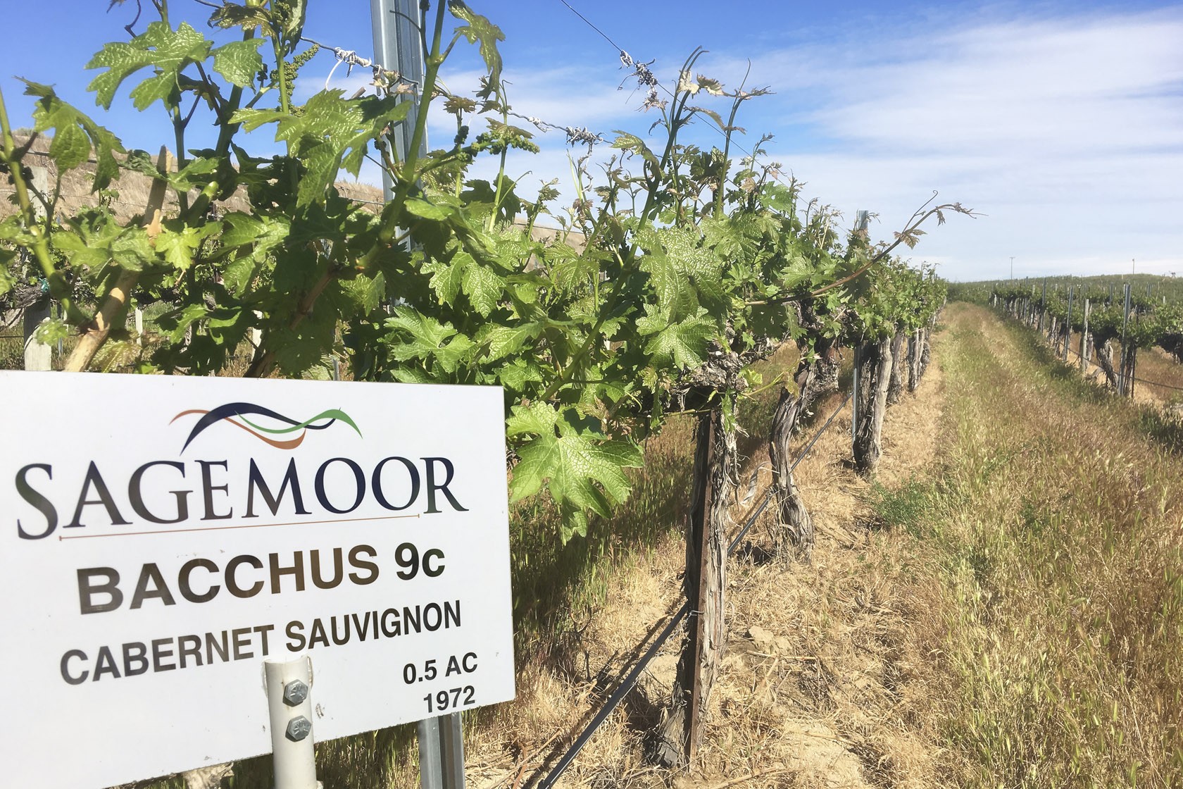 A Brief History of Washington Wine. Image of Bacchus Vineyard, planted in 1972.