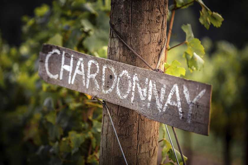 Get to know Oregon Chardonnay's engaging styles