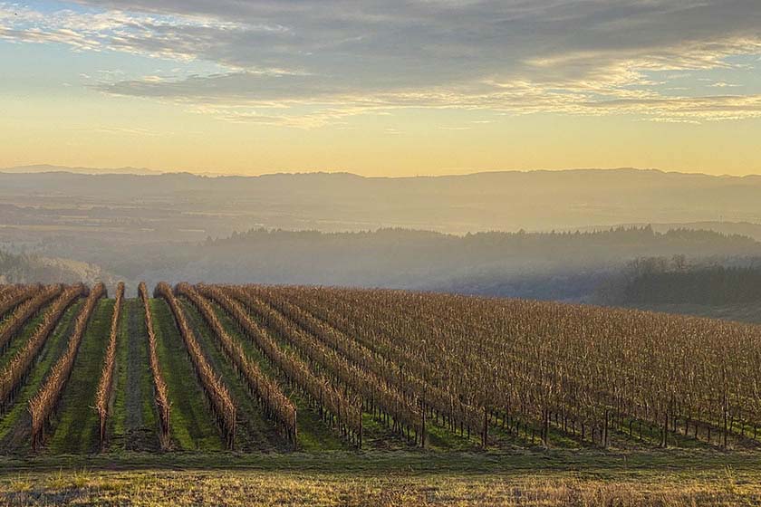 Beautiful Oregon vineyard at sunset