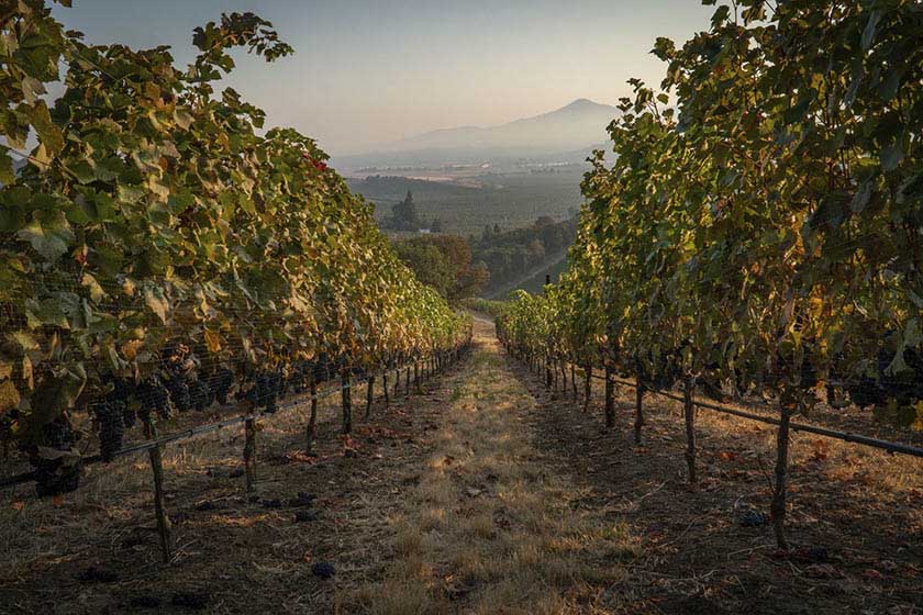 Vineyard view in southern Oregon