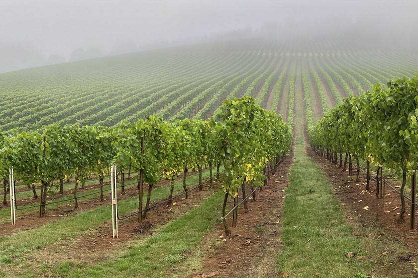 Cool Oregon climate vineyard