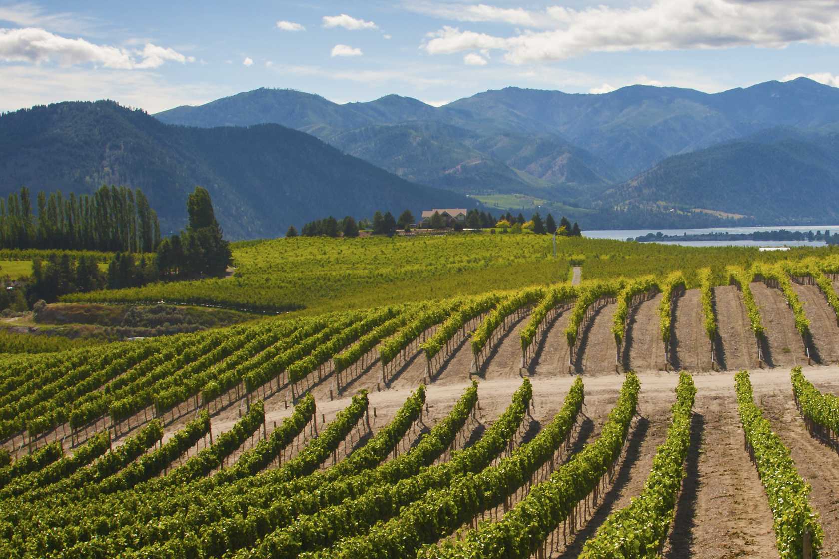 Celebrating Washington wine with a vineyard view