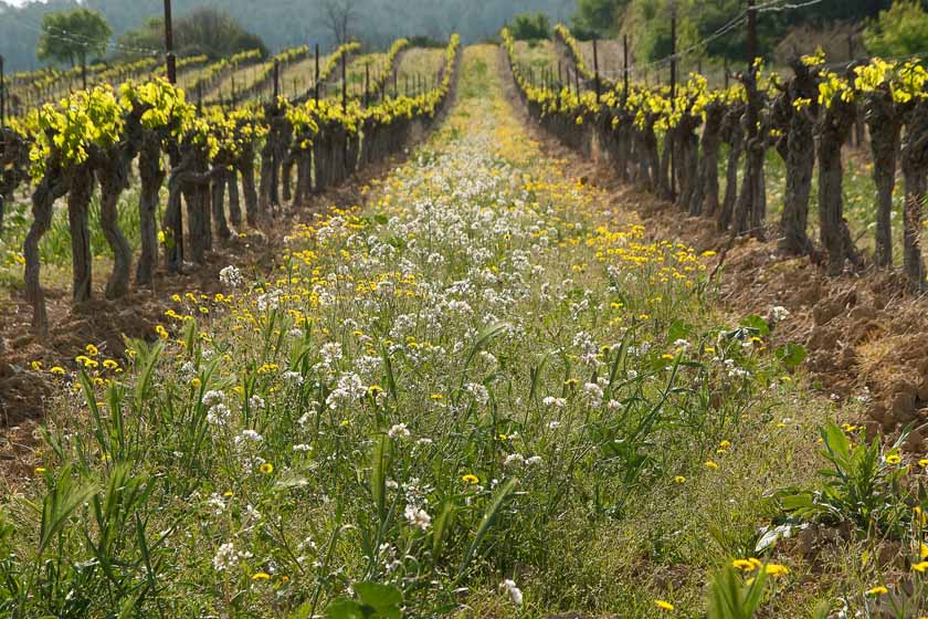 Biodynamic viticulture and sustainability