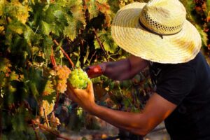 Biodynamic practices Troon Vineyard